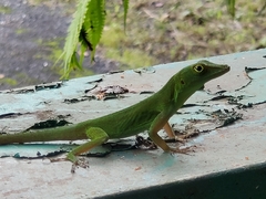 Anolis evermanni