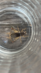 Velarifictorus micado