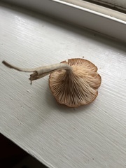 Desarmillaria tabescens