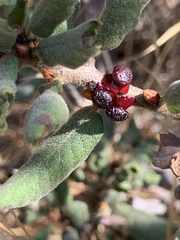 Disholcaspis prehensa