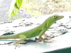 Anolis evermanni