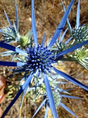Eryngium amethystinum