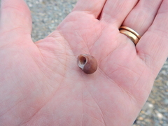 Littorina obtusata