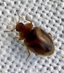 Rhyzobius chrysomeloides