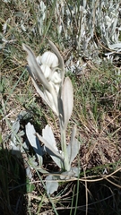 Senecio crassiflorus