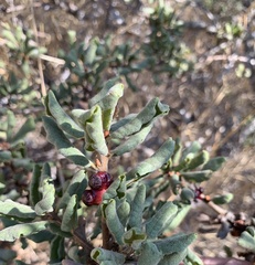 Disholcaspis prehensa