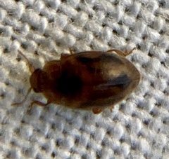 Rhyzobius chrysomeloides