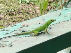 Anolis evermanni