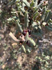 Disholcaspis prehensa