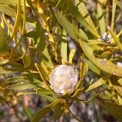 Leucadendron salignum