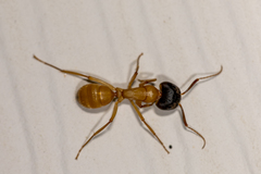 Camponotus sansabeanus