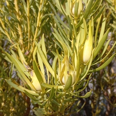 Leucadendron salignum