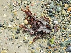 Fucus serratus