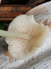Entolomataceae