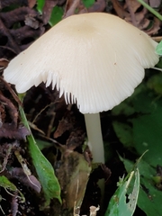 Entolomataceae