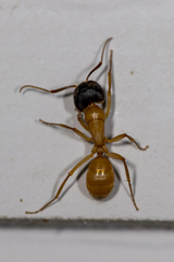 Camponotus sansabeanus