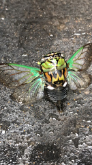 Neotibicen tibicen australis