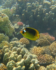 Chaetodon fasciatus