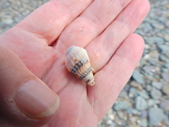Tritia reticulata