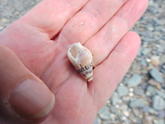 Tritia reticulata