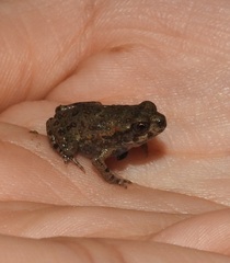 Rhinella horribilis
