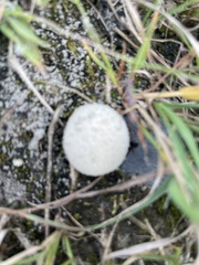 Lycoperdon