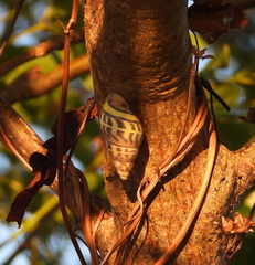 Amphidromus contrarius