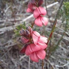 Indigofera heterophylla
