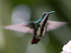 Anthracothorax nigricollis