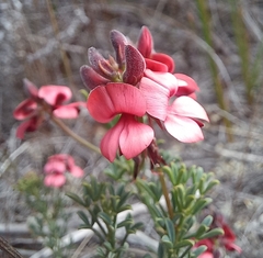 Indigofera heterophylla