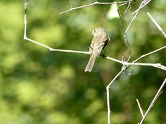 Empidonax minimus