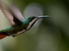 Anthracothorax nigricollis