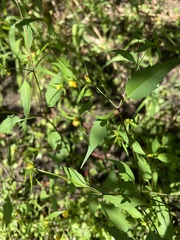 Bidens connata