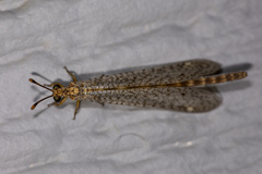 Clathroneuria schwarzi