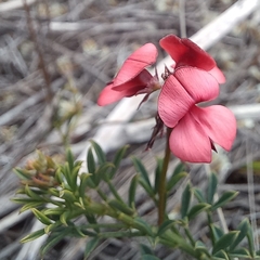 Indigofera heterophylla