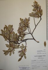 Salix glauca callicarpaea