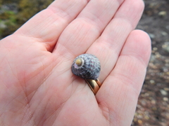 Steromphala umbilicalis