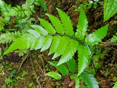Cyathea borinquena