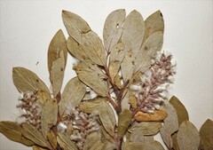 Salix glauca callicarpaea