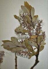 Salix glauca callicarpaea