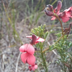 Indigofera heterophylla