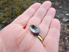 Steromphala umbilicalis