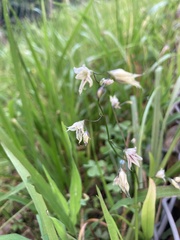 Melasphaerula graminea