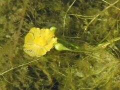 Utricularia gibba