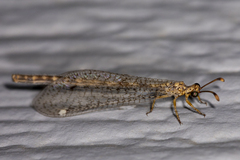 Clathroneuria schwarzi