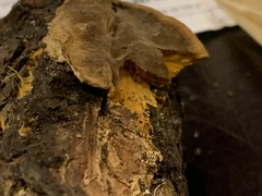 Phellinus