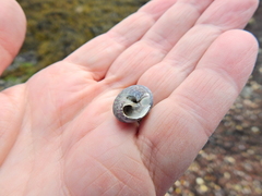 Steromphala umbilicalis