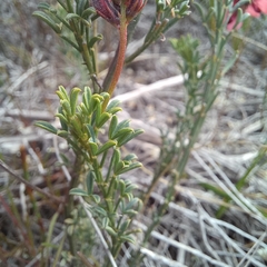 Indigofera heterophylla