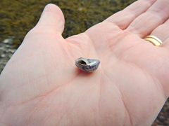 Steromphala umbilicalis