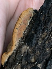 Phellinus